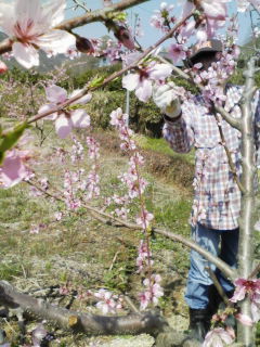 林果樹園で桃の摘蕾の画像